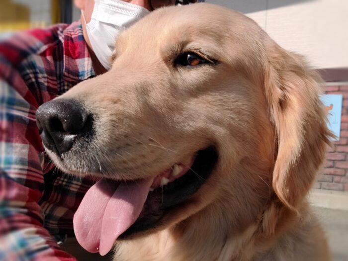 ROKKO BASE K9 山内康裕ブリーダー エマ