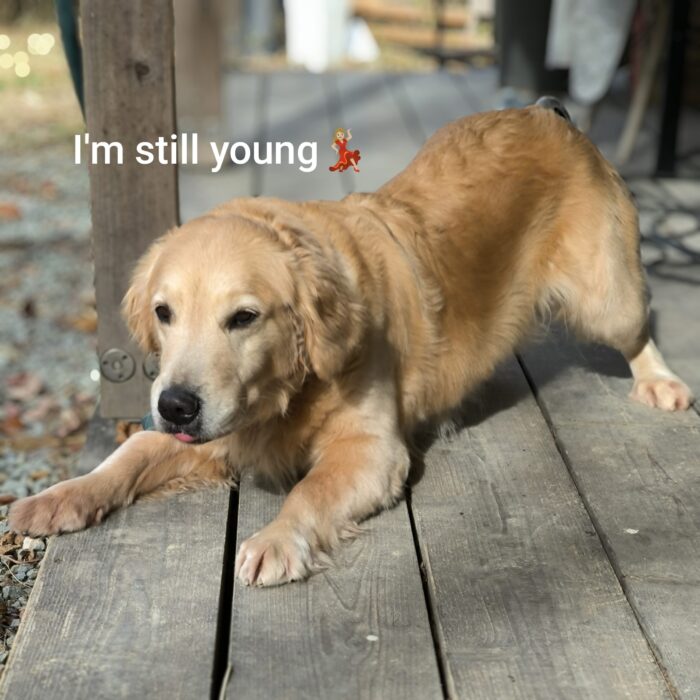 ROKKO BASE K9 山内康裕ブリーダー エマ