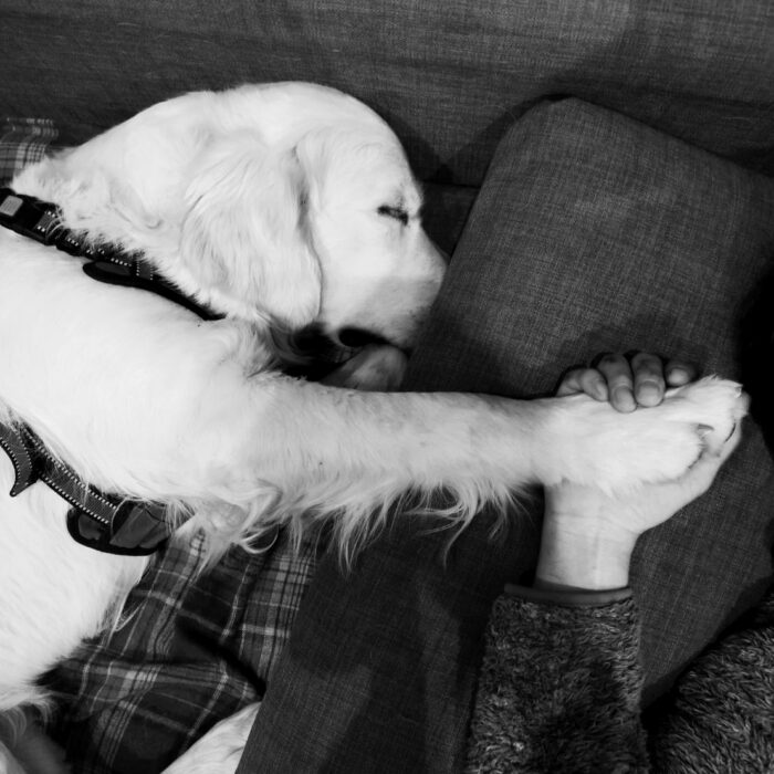 ROKKO BASE K9 山内康裕ブリーダー